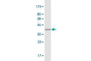 Western Blot detection against Immunogen (38. (MDH2 antibody  (AA 134-246))