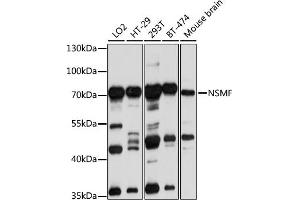 Western blot analysis of extracts of various cell lines, using NSMF antibody (ABIN1681015, ABIN3019087, ABIN3019088 and ABIN6220710) at 1:1000 dilution. (NMDA Receptor Synaptonuclear Signaling and Neuronal Migration Factor (NSMF) (AA 226-505) antibody)