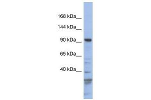 Myosin Ic antibody used at 1 ug/ml to detect target protein. (Myosin IC antibody  (N-Term))