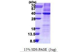 Image no. 1 for HCLS1 Associated Protein X-1 (HAX1) protein (His tag) (ABIN1098543) (HAX1 Protein (His tag))