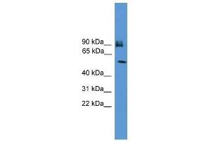Western Blot showing OSBPL11 antibody used at a concentration of 1-2 ug/ml to detect its target protein.