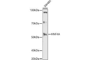 Western blot analysis of extracts of SW480 cells, using HNF4A antibody (ABIN3022869, ABIN3022870, ABIN3022871 and ABIN6219273) at 1:1000 dilution. (HNF4A antibody  (AA 200-300))