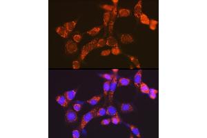 Immunofluorescence analysis of NIH-3T3 cells using NDUFV1 Rabbit pAb  at dilution of 1:100 (40x lens). (NDUFV1 antibody  (AA 1-250))