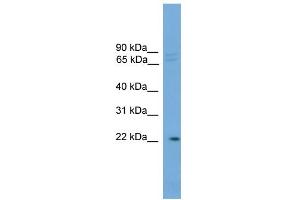 WB Suggested Anti-HOM-TES-103 Antibody Titration: 0.