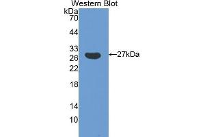 Western Blotting (WB) image for anti-Glutathione S-Transferase alpha 5 (GSTa5) (AA 1-221) antibody (ABIN3205771) (GSTa5 antibody  (AA 1-221))