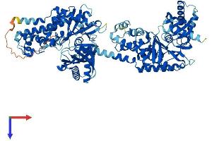 HK3 Protein (AA 1-923) (His tag)