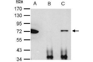 IP Image Ku70 antibody immunoprecipitates Ku70 protein in IP experiments. (XRCC6 antibody  (C-Term))