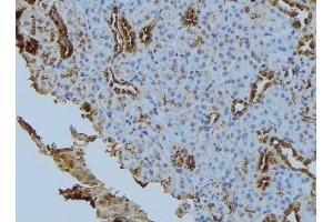 ABIN6279867 at 1/100 staining Mouse kidney tissue by IHC-P. (Syntaxin 6 antibody  (Internal Region))