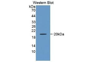Western Blotting (WB) image for anti-Tumor Necrosis Factor Receptor Superfamily, Member 13C (TNFRSF13C) (AA 45-169) antibody (ABIN1172697) (TNFRSF13C antibody  (AA 45-169))