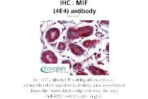 Image no. 1 for anti-Macrophage Migration Inhibitory Factor (Glycosylation-Inhibiting Factor) (MIF) (AA 1-114) antibody (ABIN1723187) (MIF antibody  (AA 1-114))