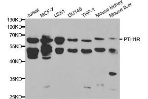 Western blot analysis of extracts of various cell lines, using PTH1R antibody (ABIN5970874) at 1/1000 dilution. (PTH1R antibody)