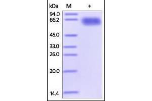 Human PD-L2, Fc Tag (HPLC-verified) on SDS-PAGE under reducing (R) condition.