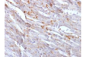 Formalin-fixed, paraffin-embedded Mouse Heart stained with N-Cadherin Mouse Monoclonal Antibody (CDH2/1573). (N-Cadherin antibody  (Intracellular))