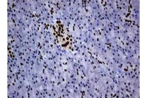 ZSCAN18 antibody