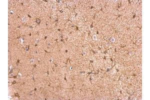 IHC-P Image GPBB antibody detects GPBB protein at cytosol on mouse fore brain by immunohistochemical analysis. (PYGB antibody  (C-Term))