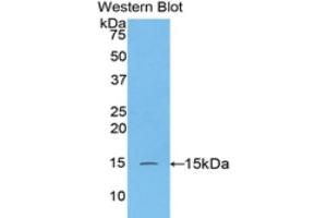 Western Blotting (WB) image for anti-Caspase 3 (CASP3) (AA 183-277) antibody (ABIN1077909) (Caspase 3 antibody  (AA 183-277))