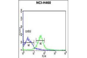 Flow cytometric analysis of NCI-H460 cells (right histogram) compared to a negative control cell (left histogram). (PRKACA antibody  (N-Term))