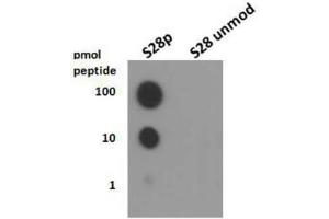 Dot Blot of Rabbit Histone H3 [p Ser28] Antibody.