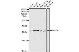 Western blot analysis of extracts of various cell lines, using WNT3A antibody (ABIN3021018, ABIN3021019, ABIN3021020, ABIN1513690 and ABIN6213915) at 1:1000 dilution. (WNT3A antibody  (AA 1-352))