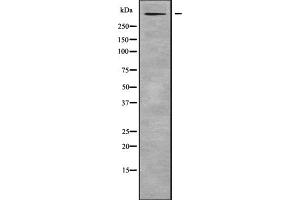Western blot analysis RELN using RAW264. (Reelin antibody)