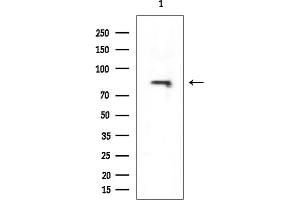 anti-KIAA0562 (KIAA0562) antibody