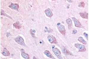 Anti-LINGO1 antibody  ABIN1049010 IHC staining of human brain, hippocampus. (LINGO1 antibody  (C-Term))