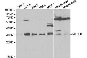 Western blot analysis of extracts of various cell lines, using MYD88 antibody. (MYD88 antibody  (AA 60-309))