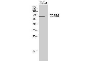 Western Blotting (WB) image for anti-Leukocyte Immunoglobulin-Like Receptor, Subfamily B (With TM and ITIM Domains), Member 2 (LILRB2) (Internal Region) antibody (ABIN6281102) (LILRB2 antibody  (Internal Region))