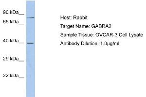 Host: Rabbit Target Name: GABRA2 Sample Type: OVCAR-3 Whole Cell lysates Antibody Dilution: 1. (GABRA2 antibody  (C-Term))