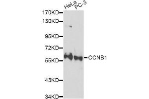 Western blot analysis of extracts of various cell lines, using CCNB1 Antibody (ABIN5971087) at 1/1000 dilution. (Cyclin B1 antibody)