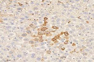 Immunohistochemistry analysis of paraffin-embedded mouse liver using,MRPL51 (ABIN7074649) at dilution of 1: 4000 (MRPL51 antibody)