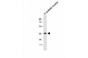 TAS2R5 antibody  (AA 183-215)