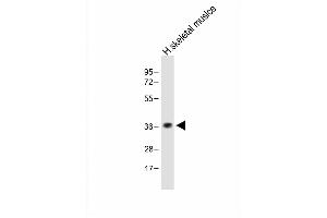Anti-TAS2R5 Antibody (Center) at 1:1000 dilution + Human skeletal muslce lysate Lysates/proteins at 20 μg per lane. (TAS2R5 antibody  (AA 183-215))