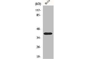 Western Blot analysis of HuvEc cells using P2RY8 Polyclonal Antibody (P2RY8 antibody  (Internal Region))