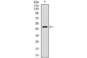Western blot analysis using YAP1 mAb against human YAP1 (AA: 250-447) recombinant protein.