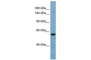 CDH23 antibody used at 1 ug/ml to detect target protein. (CDH23 antibody  (Middle Region))
