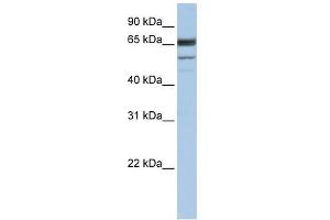 Western Blot showing SEPN1 antibody used at a concentration of 1.
