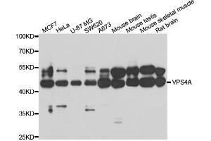 Western blot analysis of extracts of various cell lines, using VPS4A antibody (ABIN5974267) at 1/1000 dilution. (VPS4A antibody)