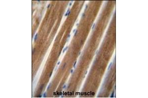 TNIP1 antibody (C-term) (ABIN654978 and ABIN2844618) immunohistochemistry analysis in formalin fixed and paraffin embedded human skeletal muscle followed by peroxidase conjugation of the secondary antibody and DAB staining. (TNIP1 antibody  (C-Term))