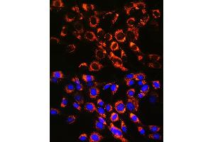 Immunofluorescence analysis of NIH-3T3 cells using R Rabbit mAb (ABIN7269812) at dilution of 1:100 (40x lens). (RAB7A antibody)