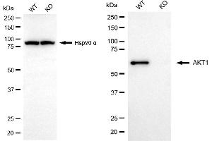 Western blotting analysis using AKT1 antibody (ABIN7800776). (Recombinant AKT1 antibody)