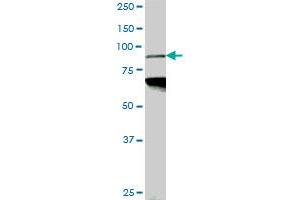 PCAF monoclonal antibody (M05), clone 5E8. (KAT2B antibody  (AA 353-452))
