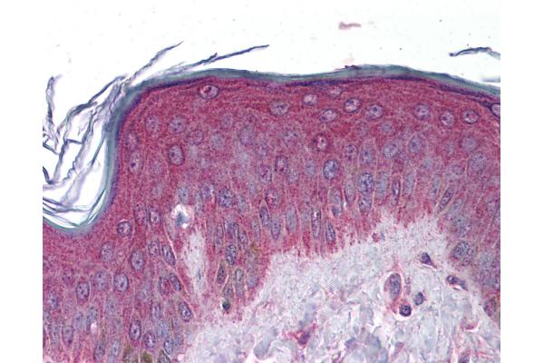 APC2 antibody  (AA 849-898)
