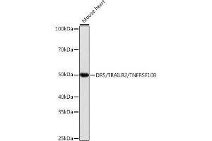 Western blot analysis of extracts of Mouse heart, using DR5/TR/TNFRSF10B antibody (ABIN7271062) at 1:1000 dilution. (TNFRSF10B antibody)