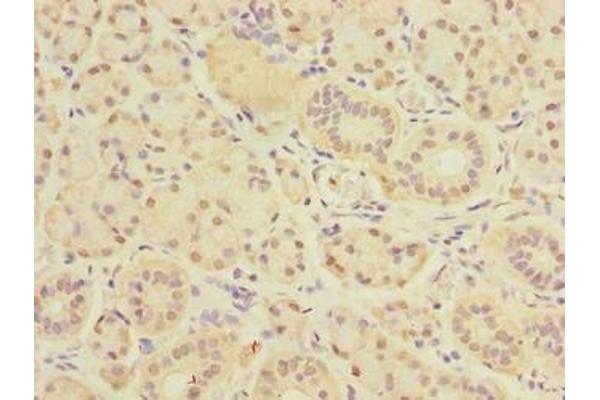 DEXI antibody  (AA 1-95)