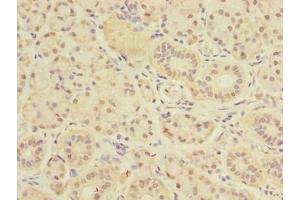 Immunohistochemistry of paraffin-embedded human pancreatic tissue using ABIN7149836 at dilution of 1:100 (DEXI antibody  (AA 1-95))