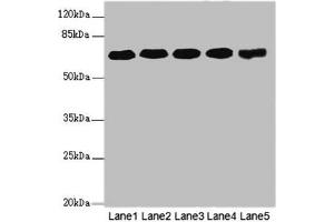 Western blot All lanes: KPNA6 antibody at 4. (KPNA6 antibody  (AA 277-536))
