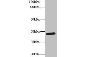 Western blot All lanes: Spp1 antibody at 2 μg/mL + Mouse kidney tissue Secondary Goat polyclonal to rabbit IgG at 1/15000 dilution Predicted band size: 33 kDa Observed band size: 33 kDa (Osteopontin antibody  (AA 17-290))