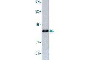 Western blot analysis of RFP tag monoclonal antibody, clone 465d3  in 293 cells transfected with a fusion construct with contains RFP tag. (RFP antibody)
