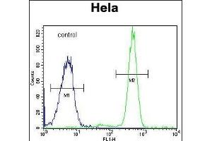 RPC8 Antibody (N-term) (ABIN651129 and ABIN2840087) flow cytometric analysis of Hela cells (right histogram) compared to a negative control cell (left histogram).